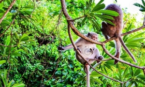 Halong Bay - Cat Ba Monkey Island Resort - Kayaking - Lan Ha Bay 4Day/3Night
